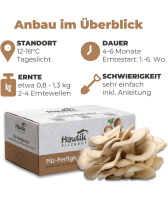 Austernpilzkultur mittel