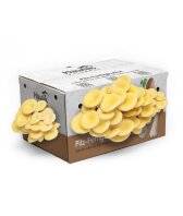 Limonenpilzkultur mittel