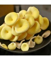 Limonenpilzkultur mittel