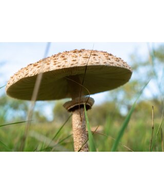 Bio Riesenschirmling Parasol Pilzzucht fertig beimpfte Gartenkultur Pilzbeet