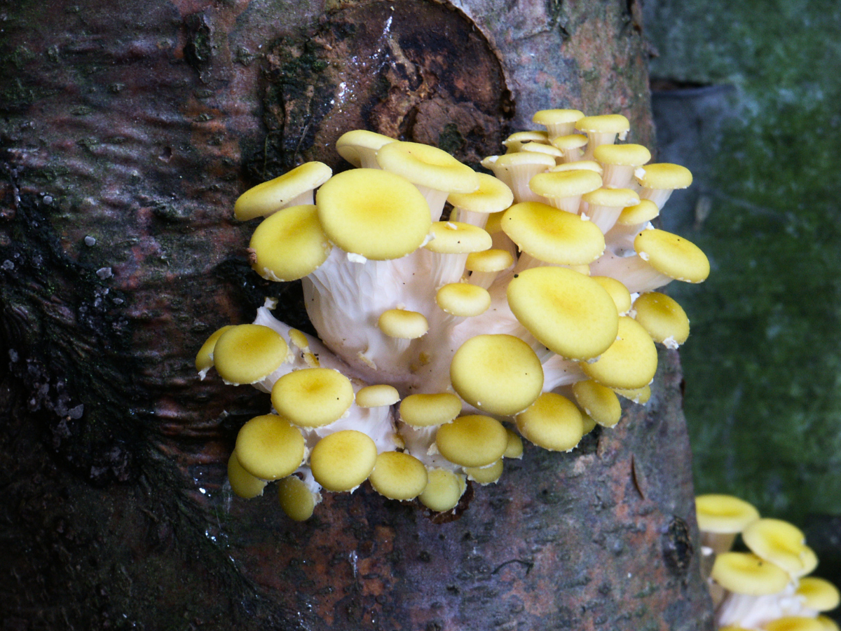 Pilzdübel