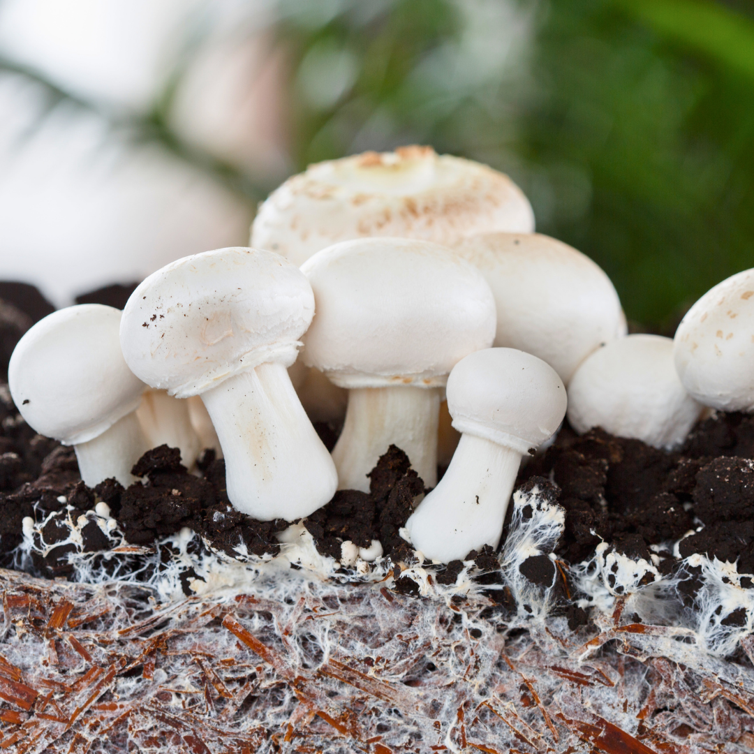 champignons-wachstum