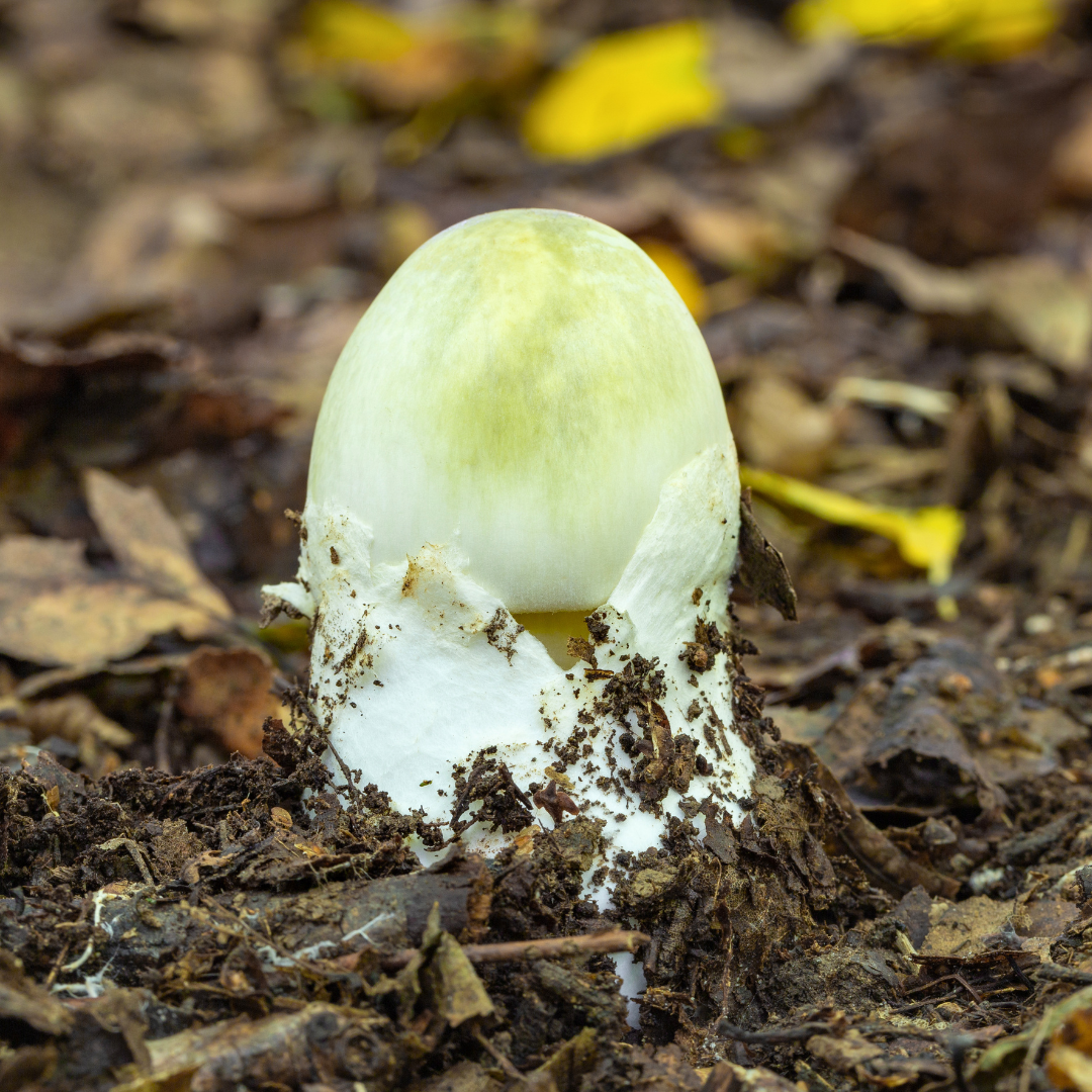 amanina-phalloides-jung
