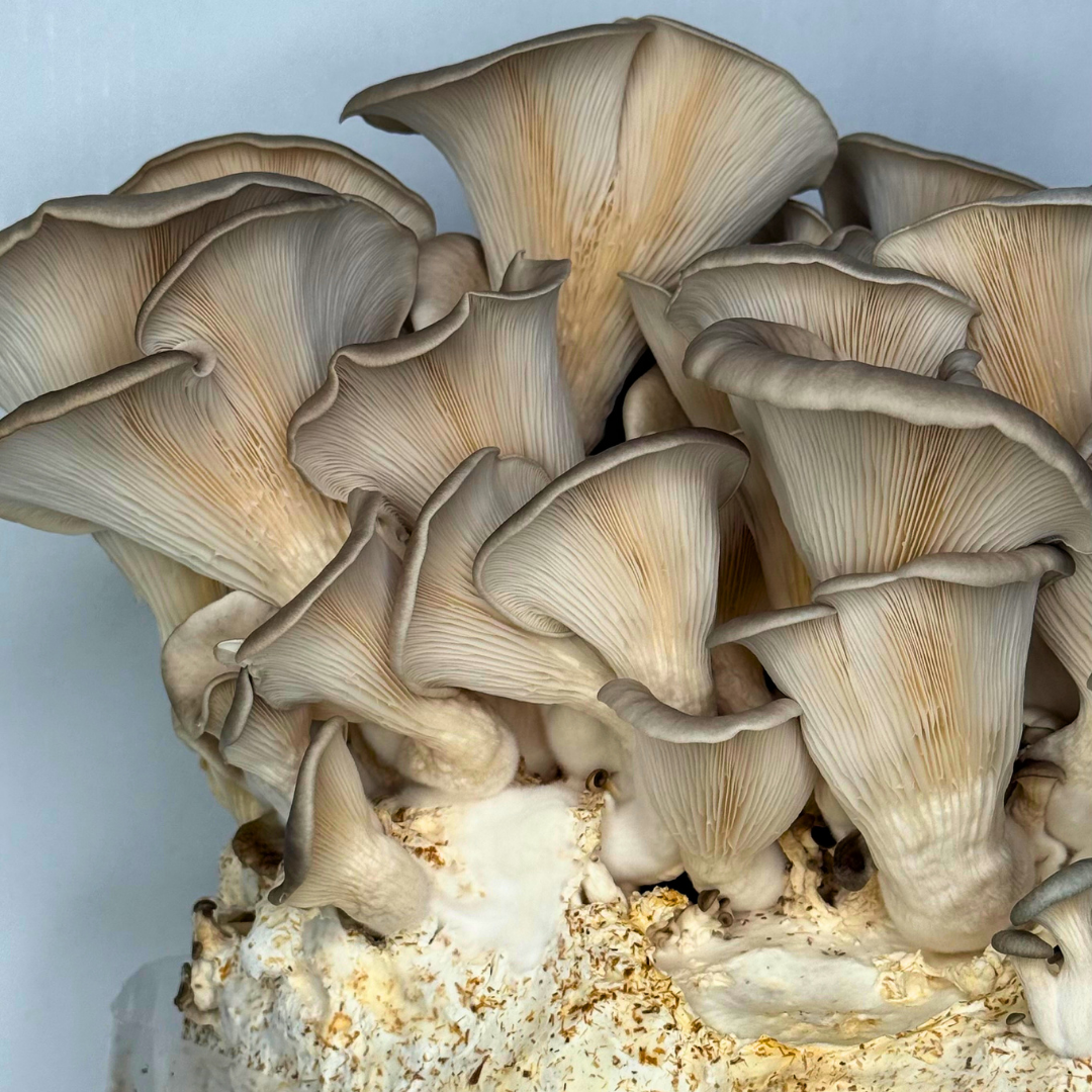 Champignons
