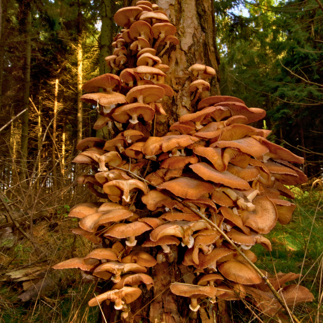 hallimasch-baum
