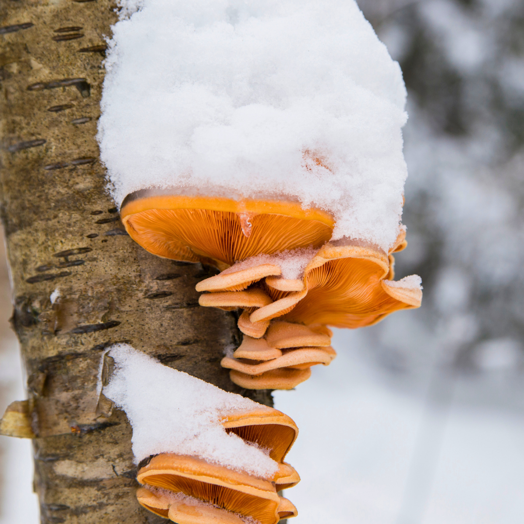 winterpilze