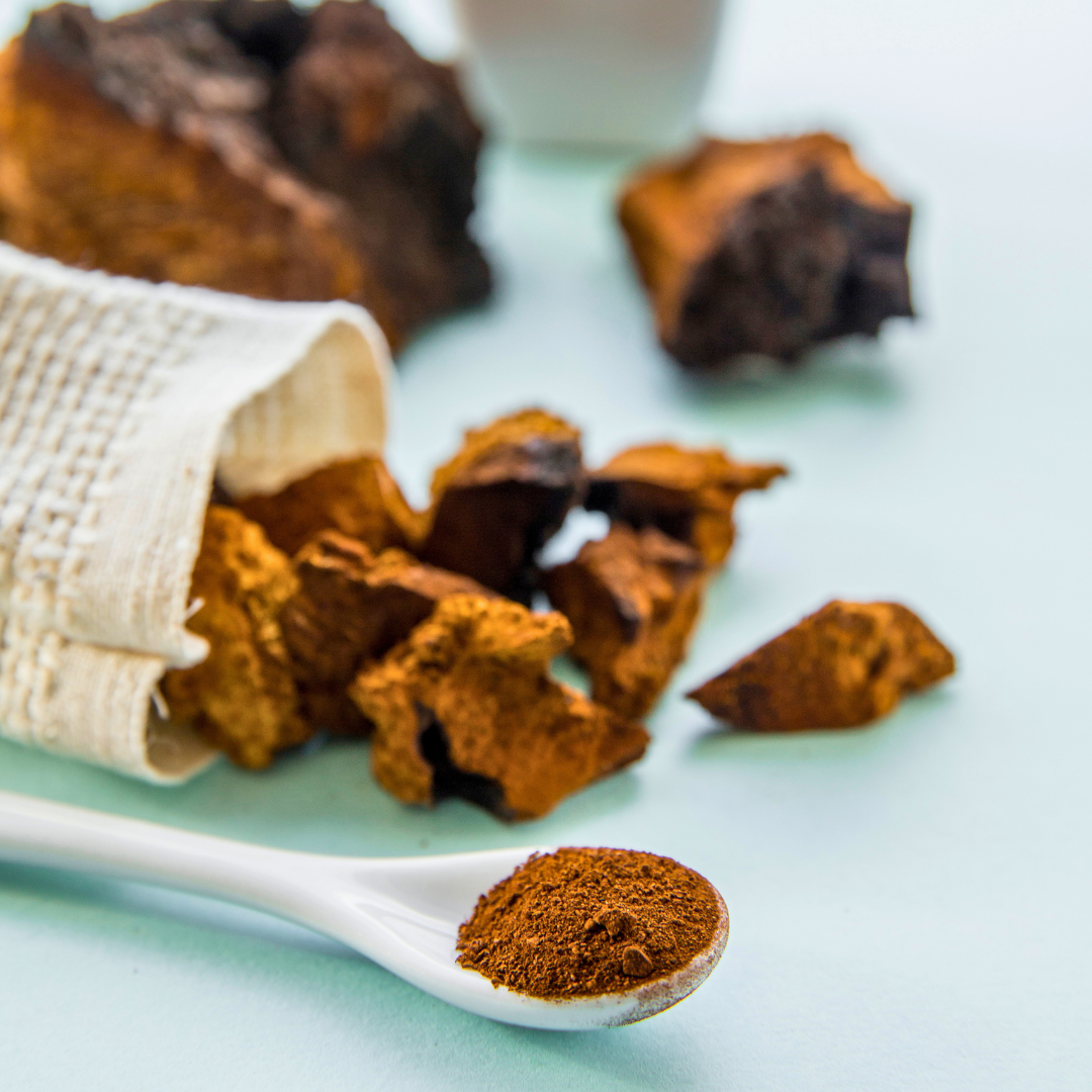 chaga-vitalpilz