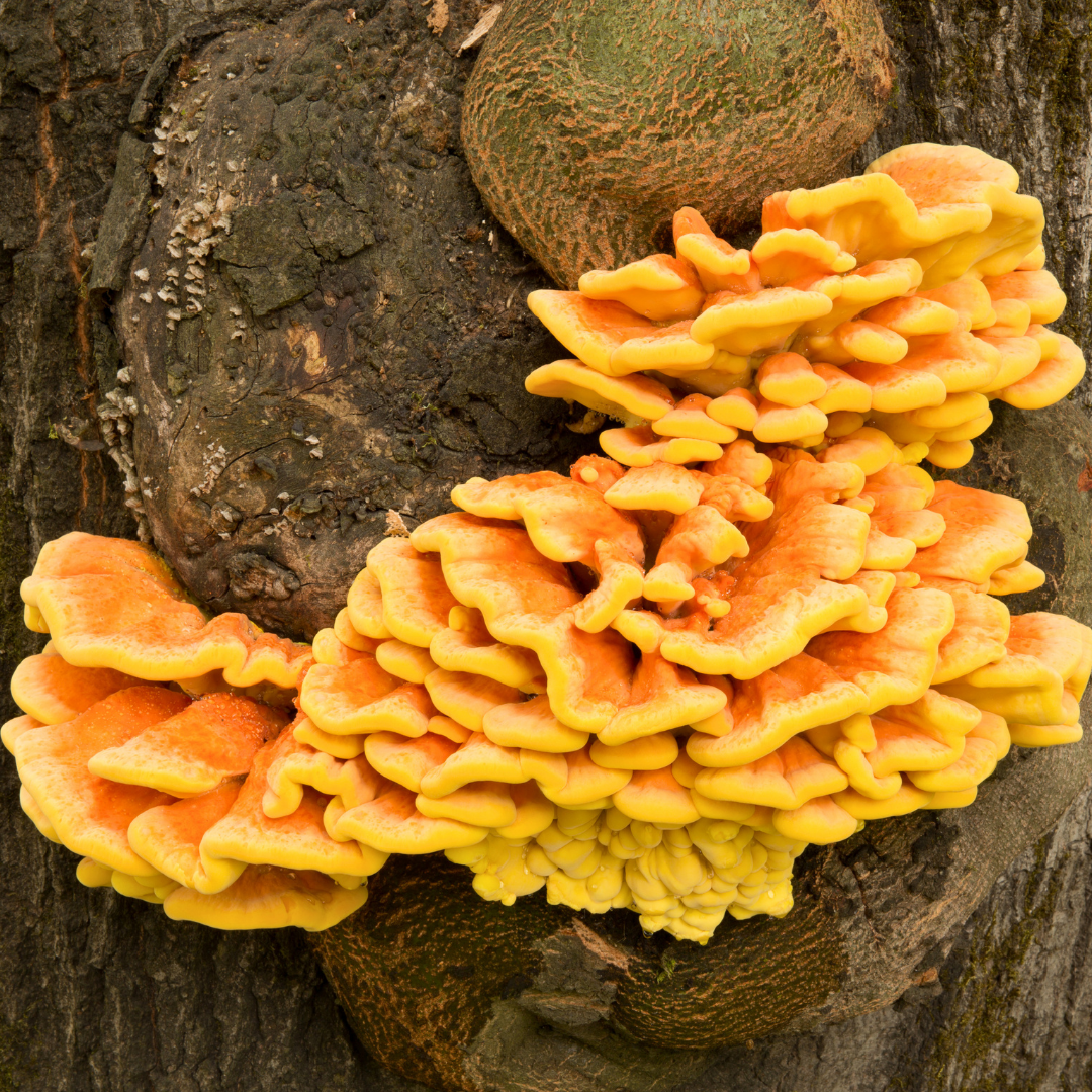 konsolen-chicken-of-the-woods-wald