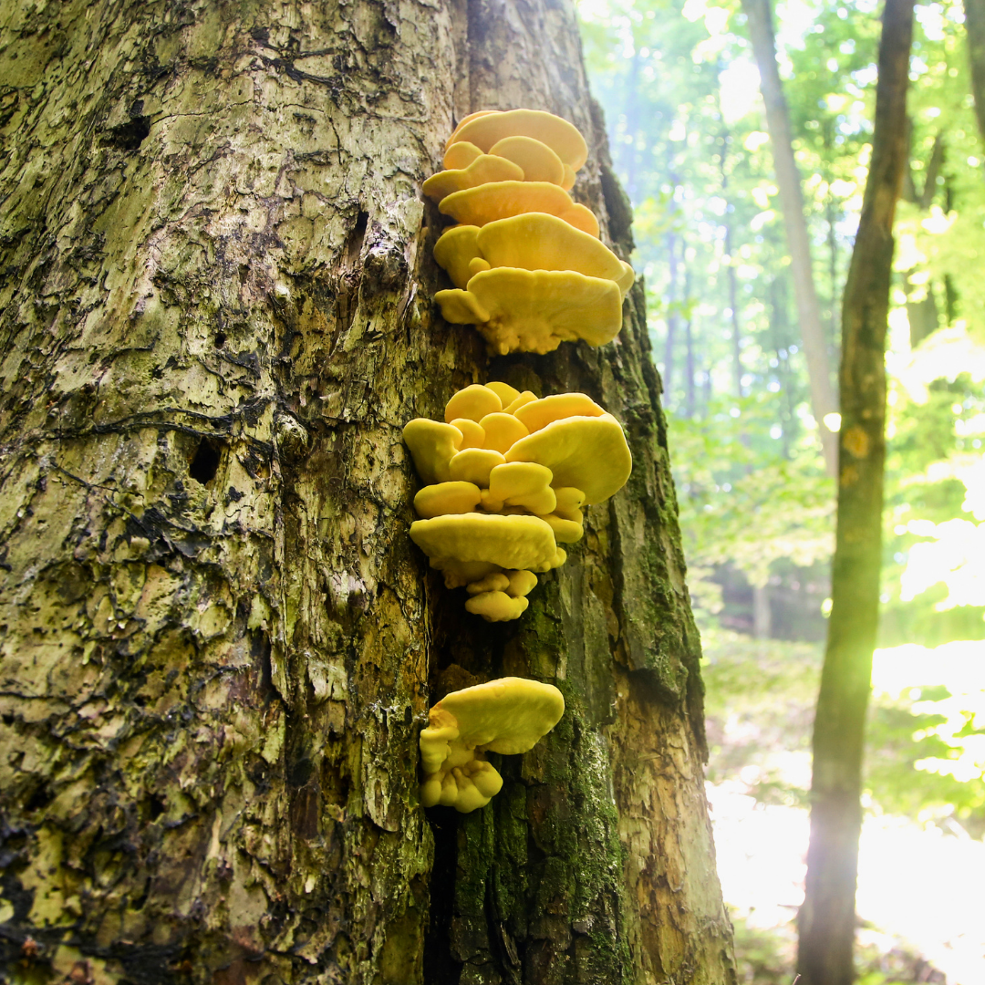 chicken-of-the-woods-wald