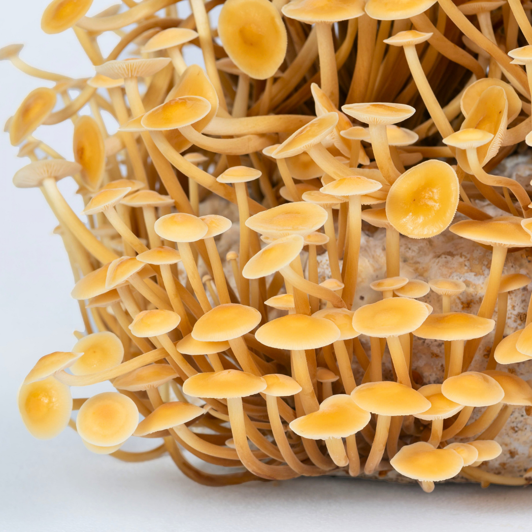 Enoki Ständerpilz
