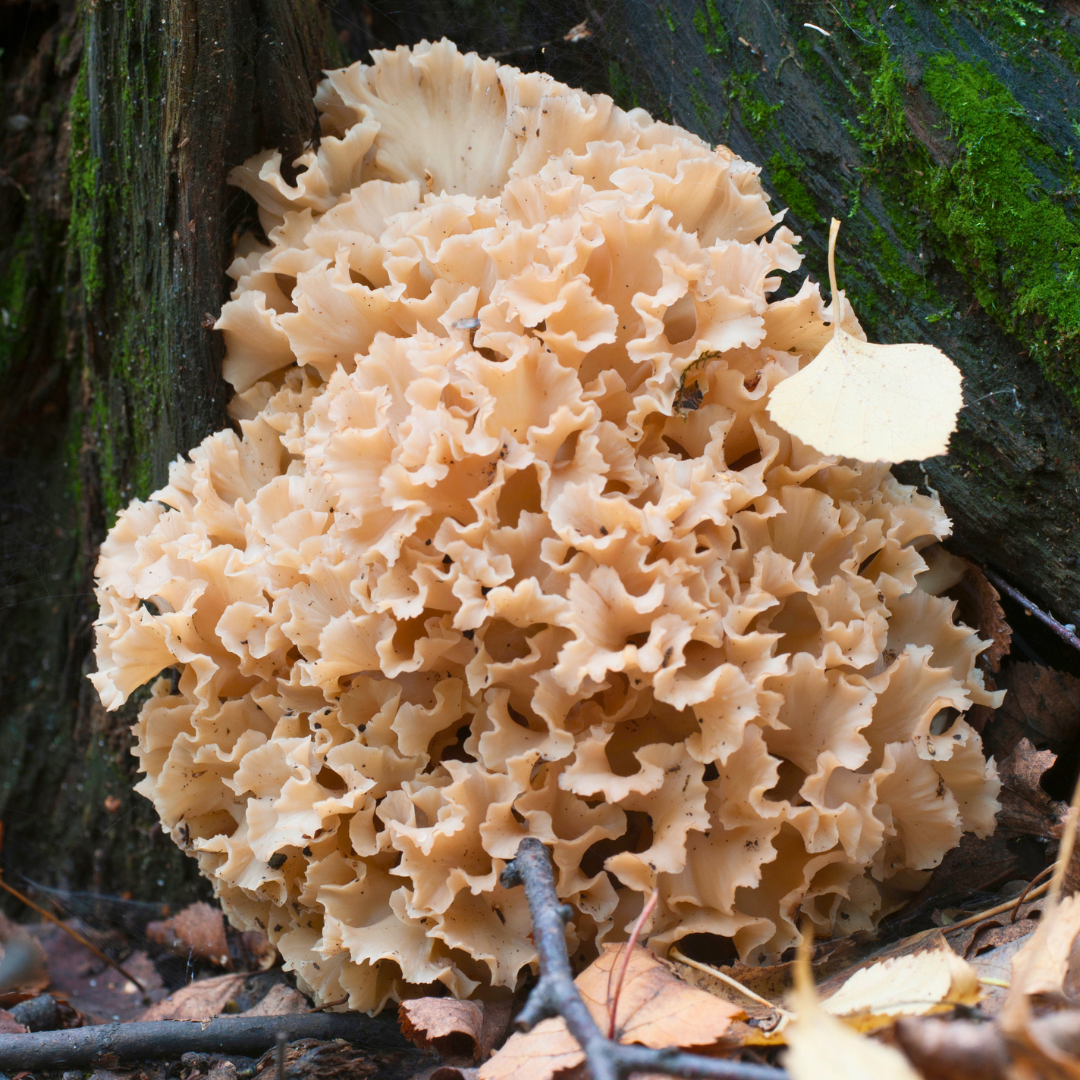fette-henne-pilz-kiefer