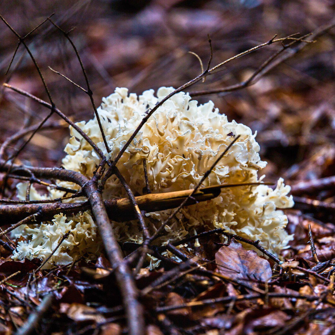 fette-henne-pilz-waldboden