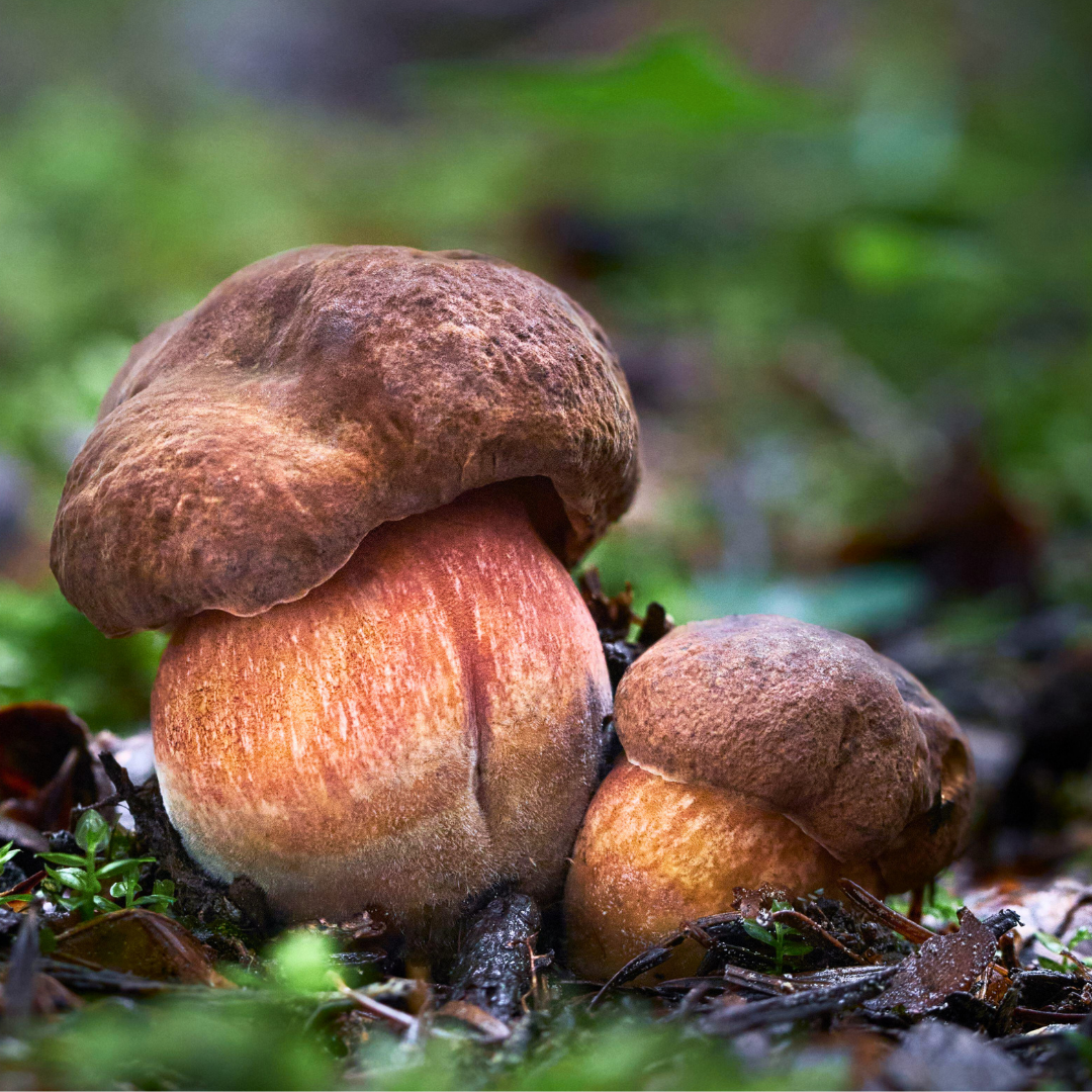 flockenstieliger-hexenroehrling-jung