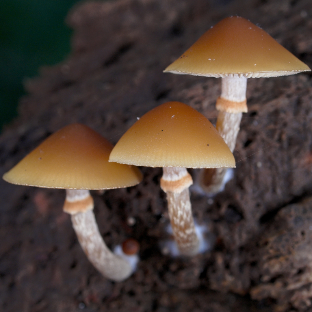 Gifthäubling (Galerina marginata) mit kleinen bräunlichen Fruchtkörpern auf morschem Holz