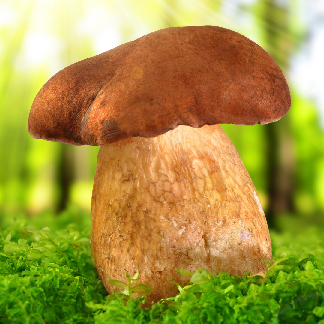 gallenroehrling-verwechslung-steinpilz