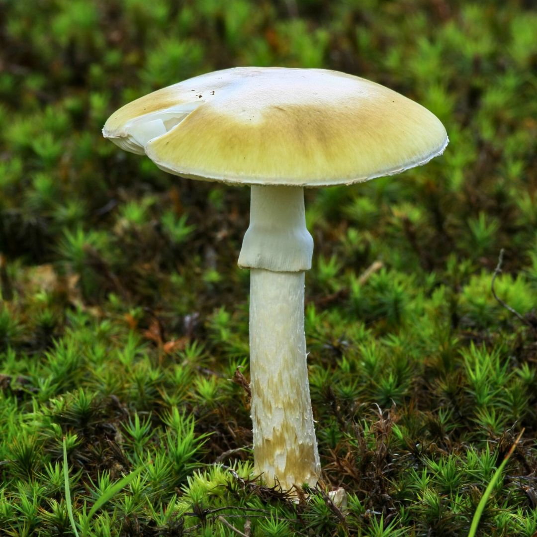 Grüner Knollenblätterpilz (Amanita phalloides) mit oliv-grünlichem Hut, weißen Lamellen und knolliger Stielbasis