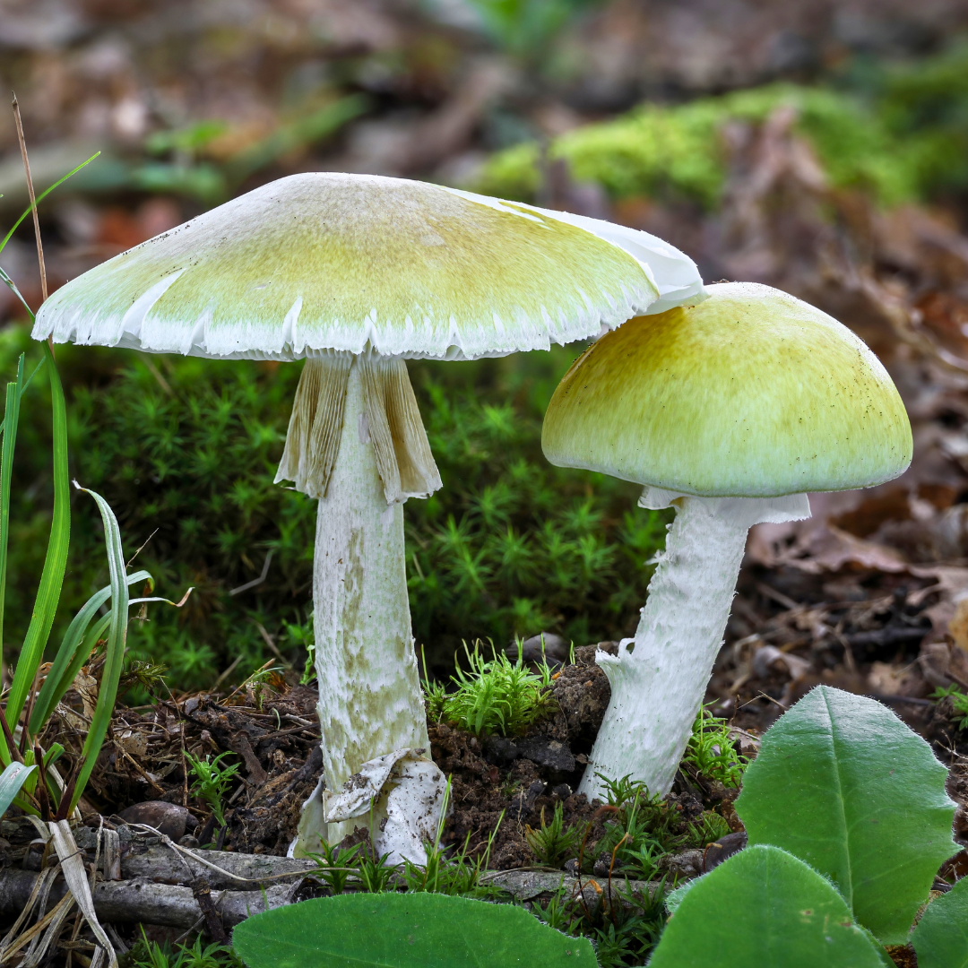 gruener-knollenblaetterpilz