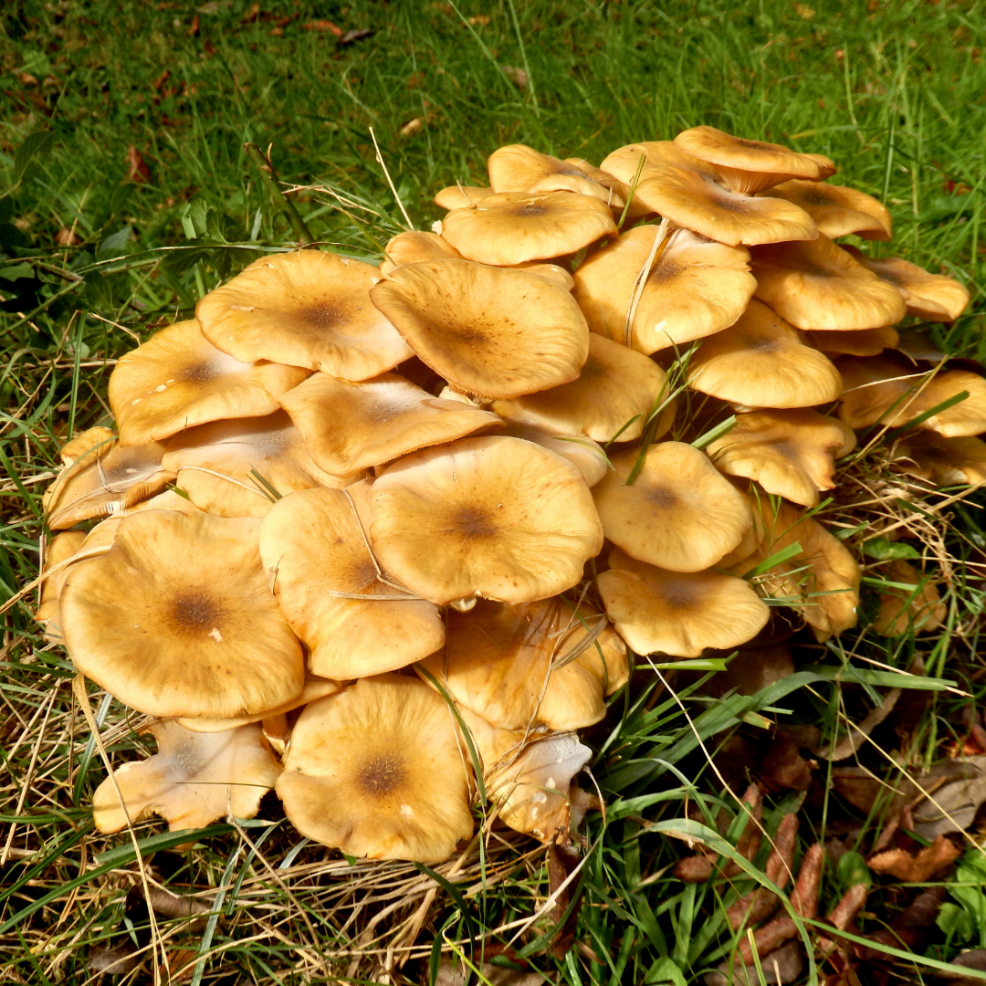 fruchtkörper