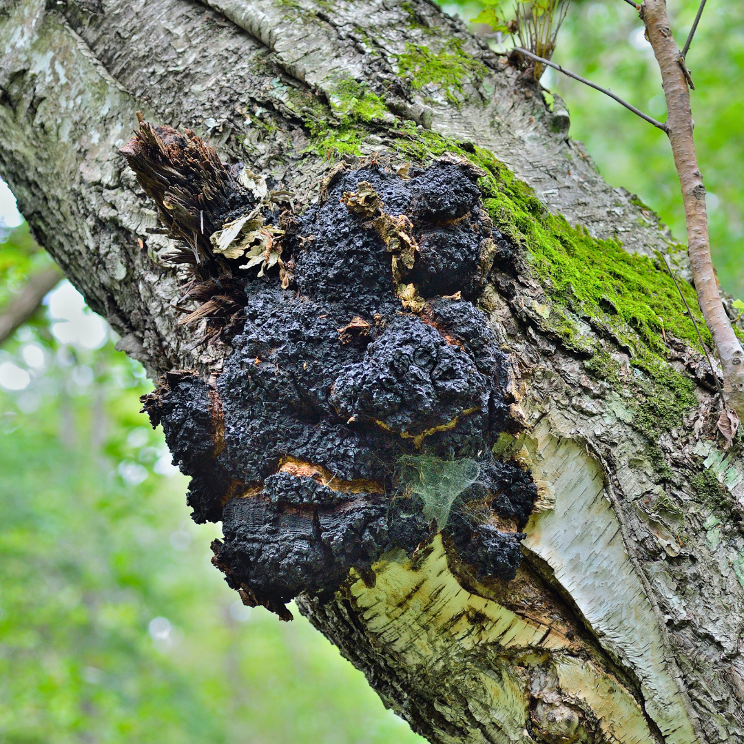 chaga-baum