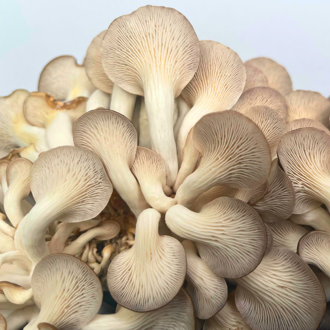 hutunterseite-pleurotus