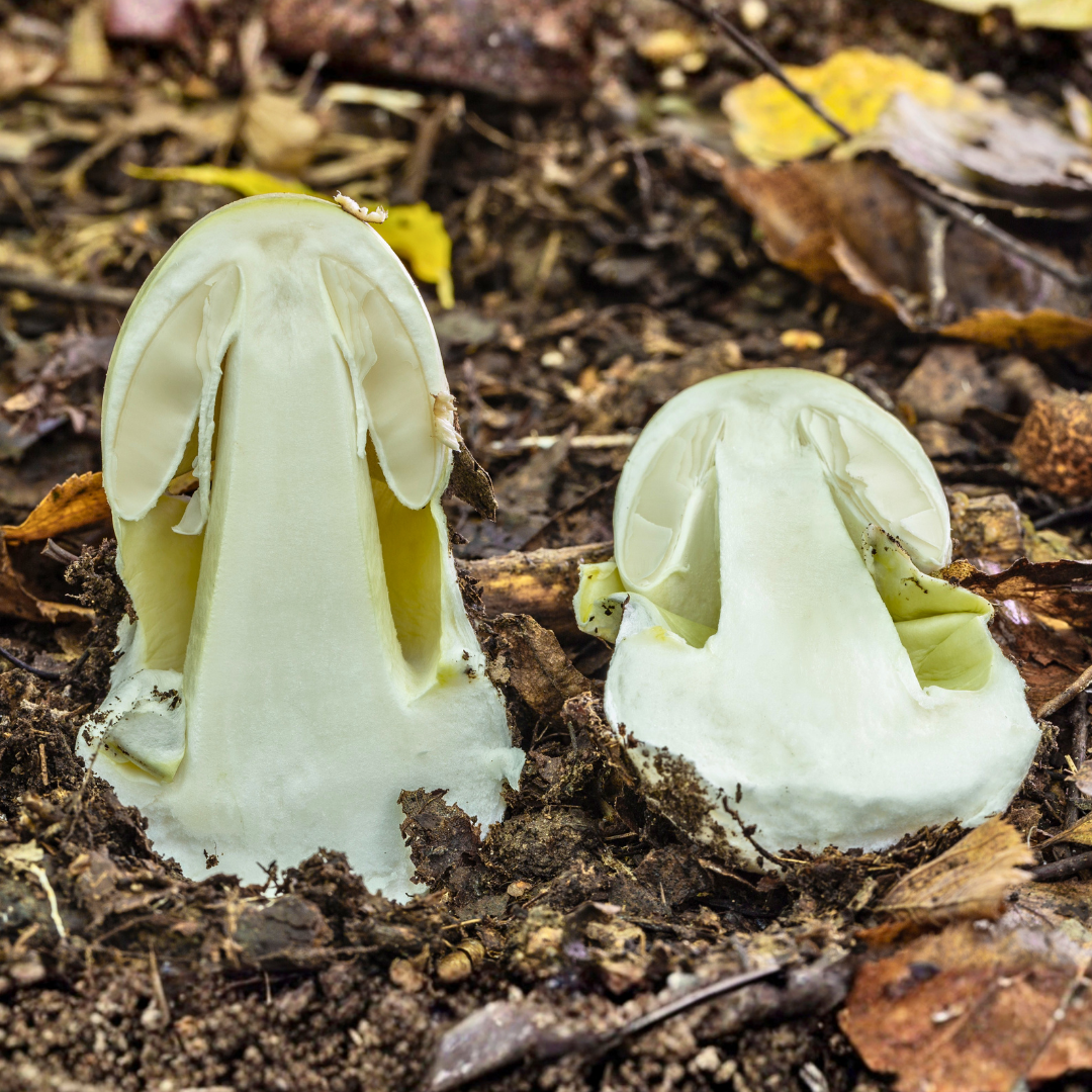 knollenblätterpilz