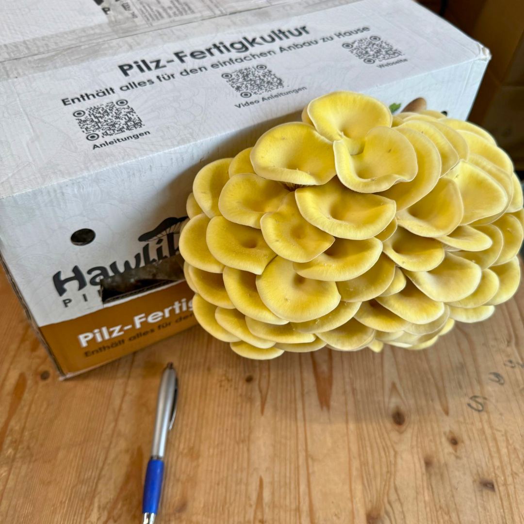 limonenpilz-fertigkultur