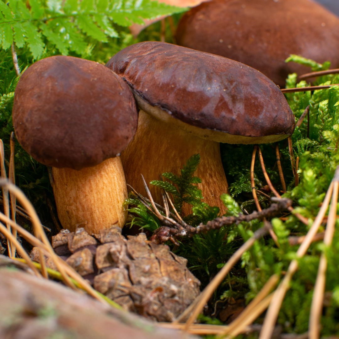 maronenroehrling-pilz