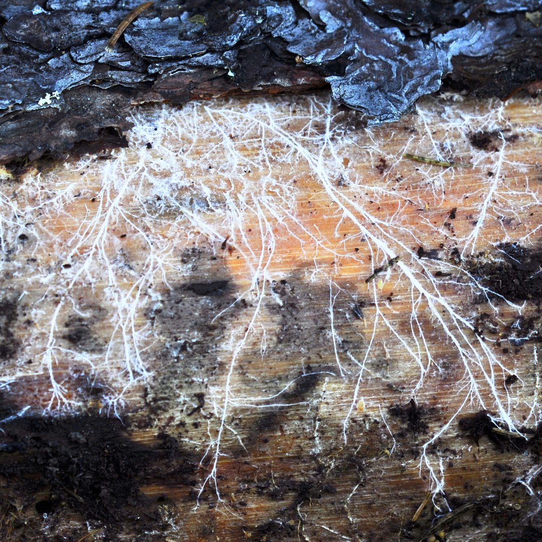 myzel-holz