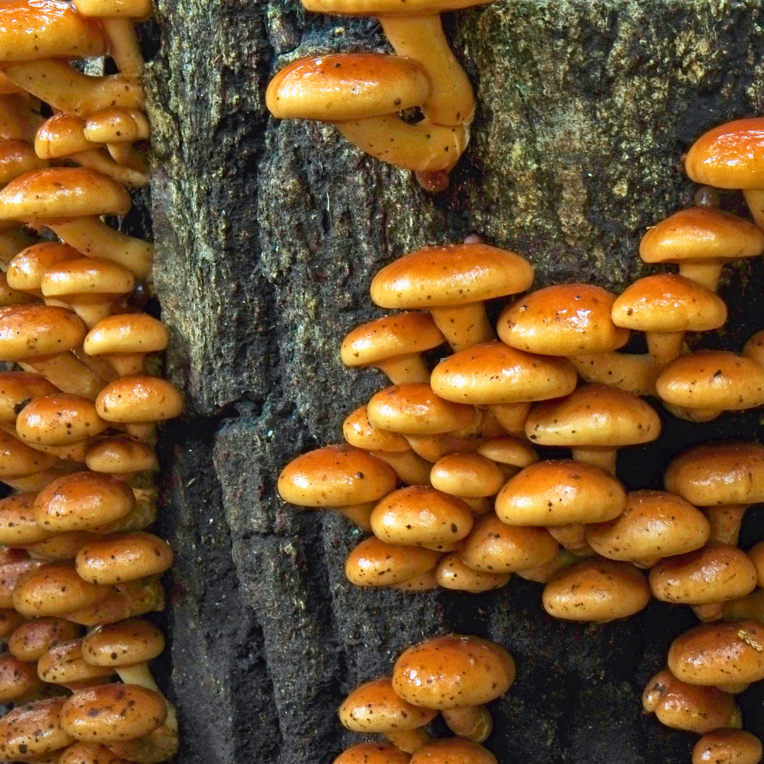nameko-pholiata-baum