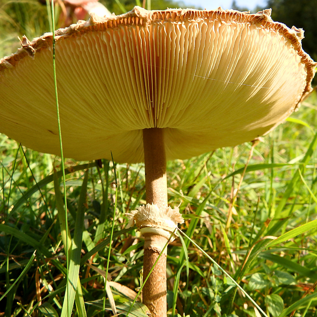parasol-pilzhut-reif
