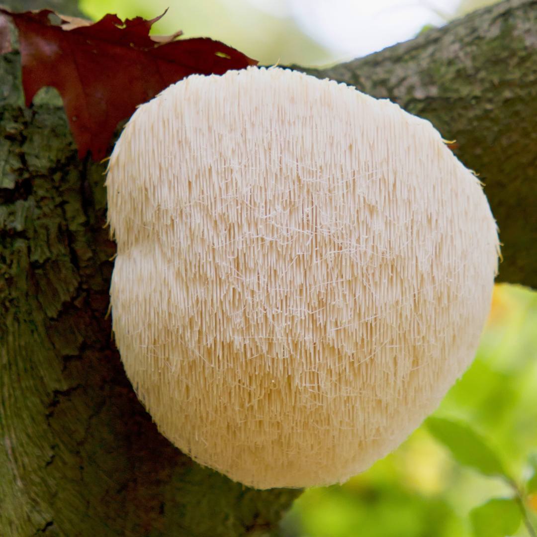 pom-pom-pilz-fruchtkoerper