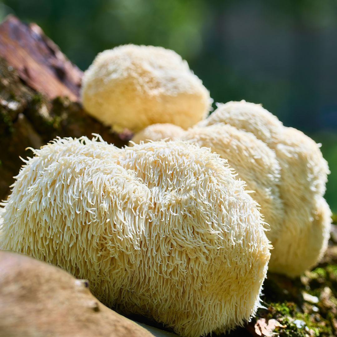 pom-pom-pilz-waldboden
