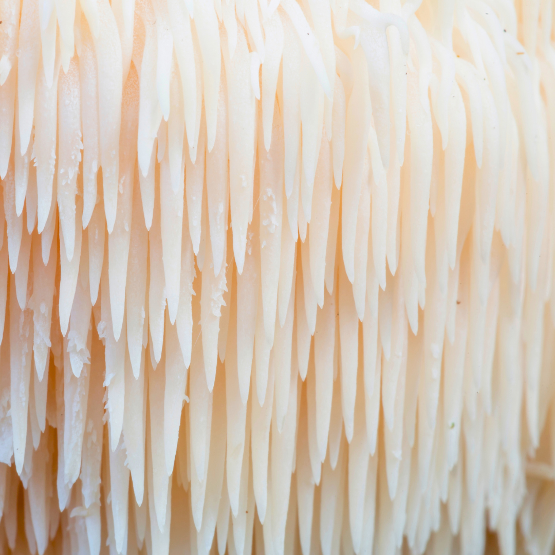 pompom-pilz-closeup-stacheln