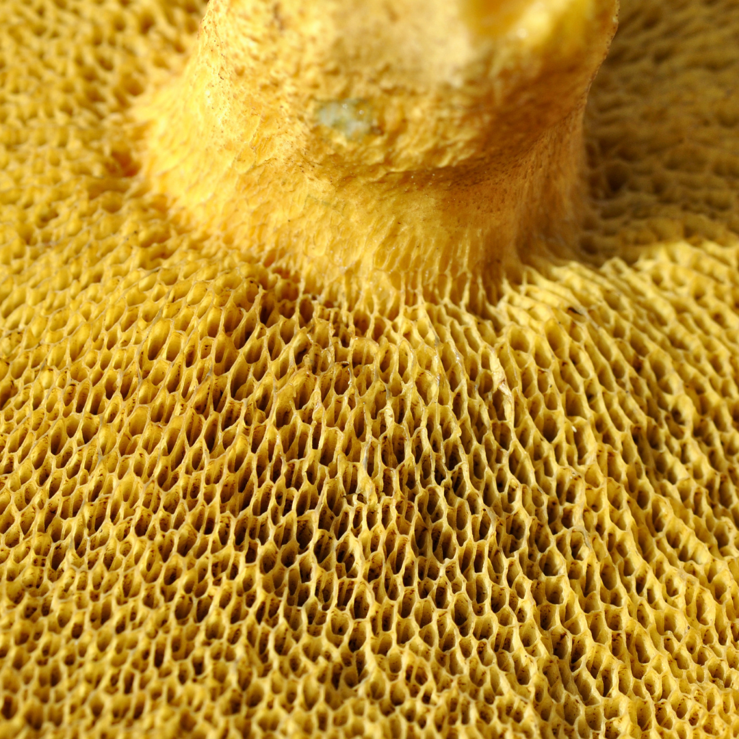 roehrenpilz