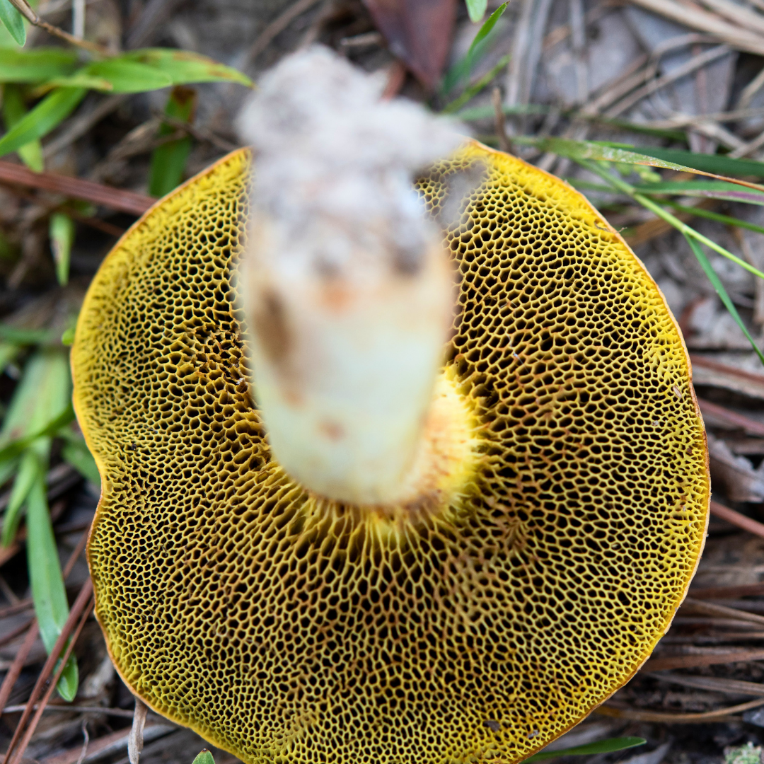 sporenfarbe-gelb-roehrenpilz
