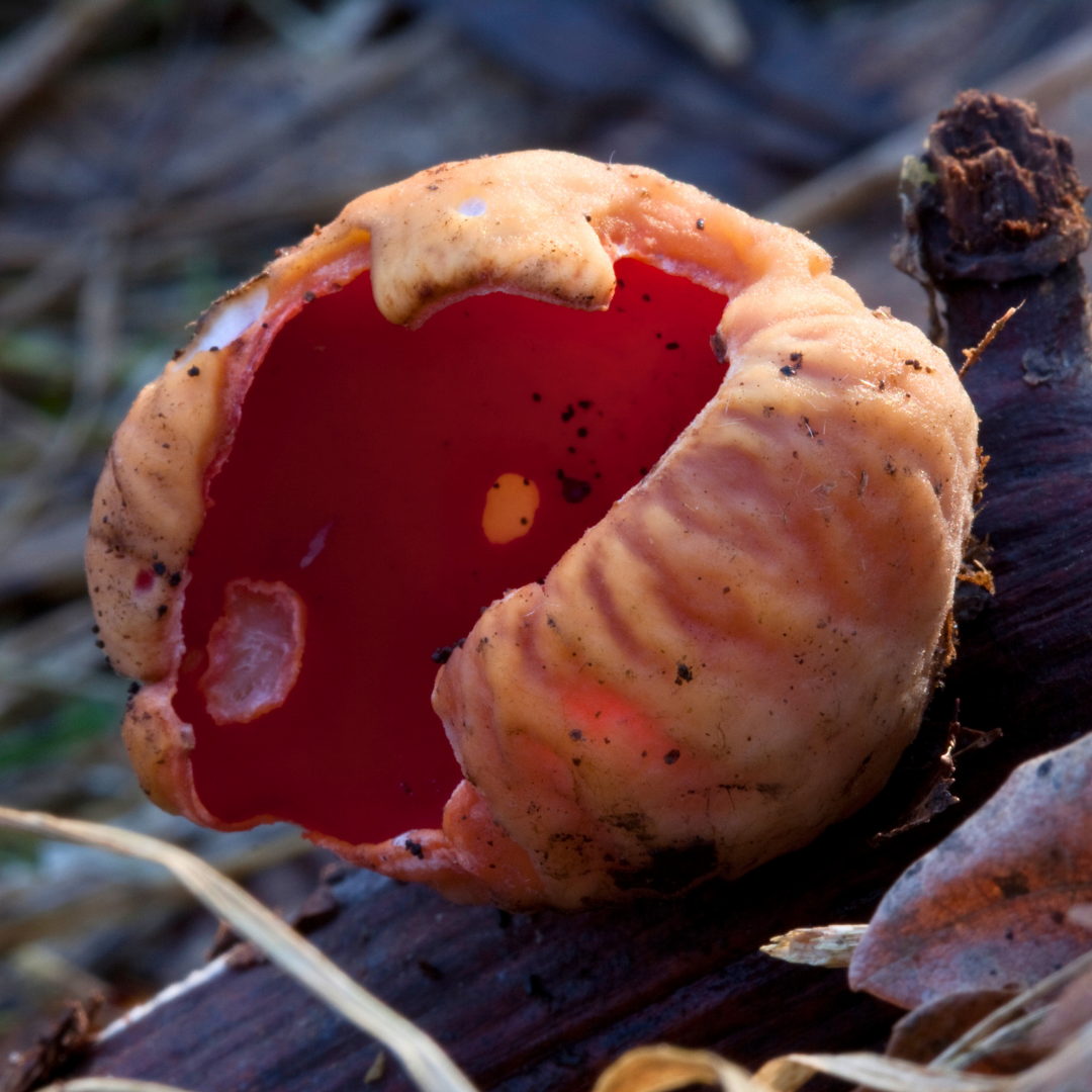 roter-prachtbecherling