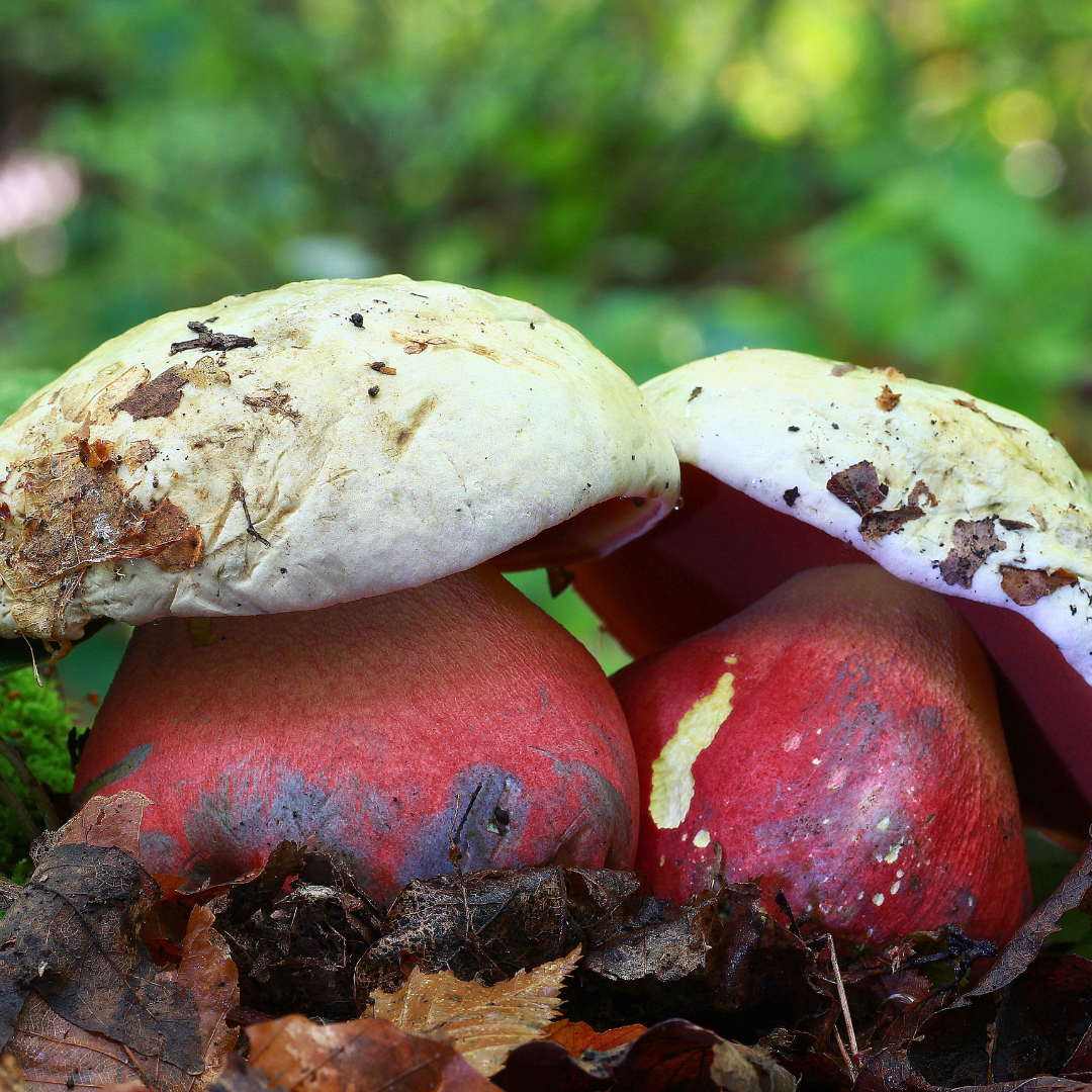 Satansröhrling (Rubroboletus satanas) mit hellem Hut und kräftig roten Poren