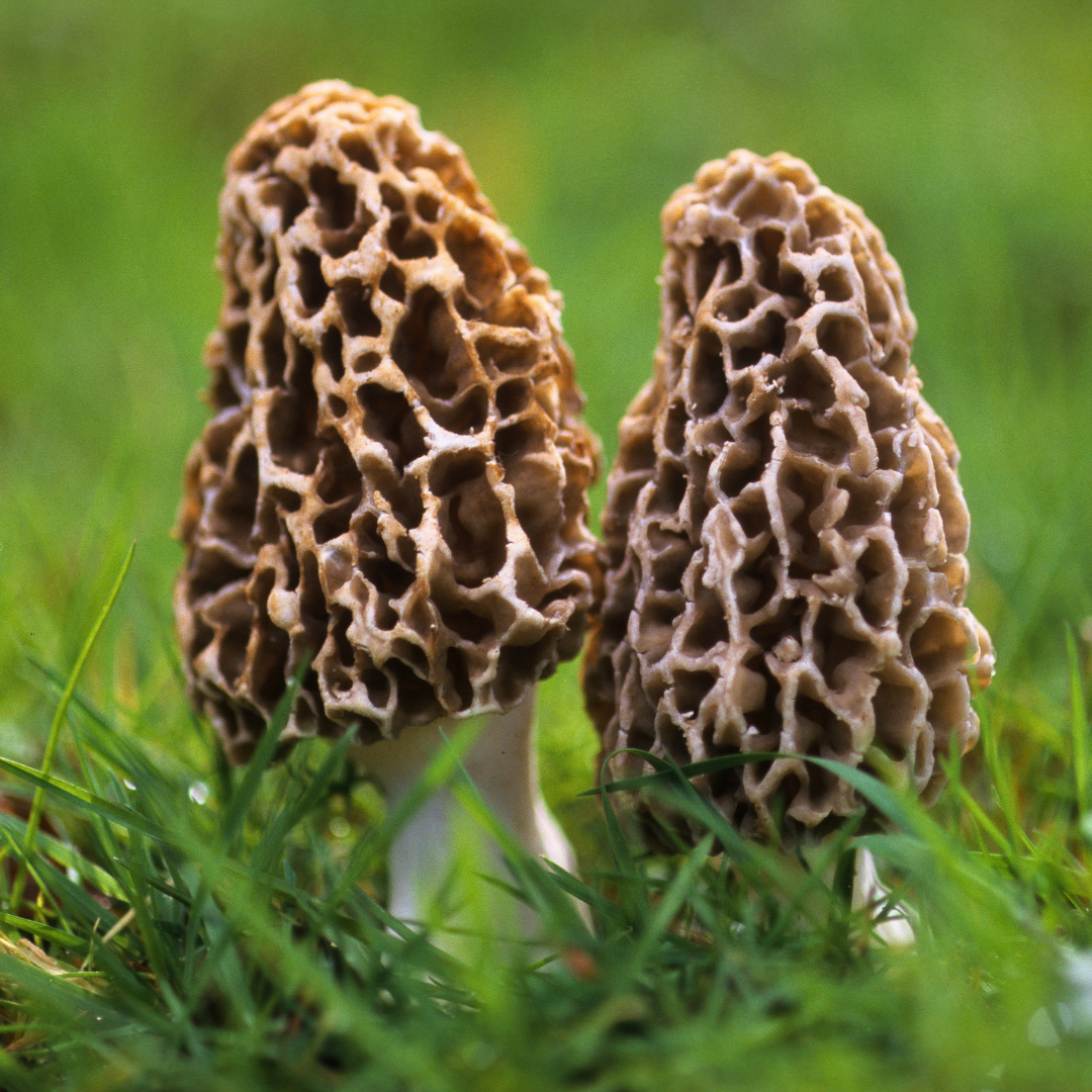 Schlauchpilz Speisemorchel