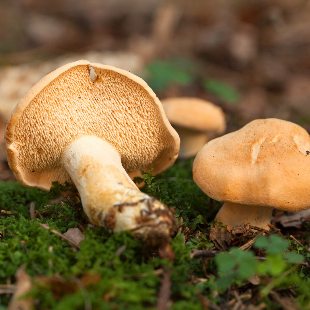 Semmelstoppelpilz Stacheln Nahaufnahme