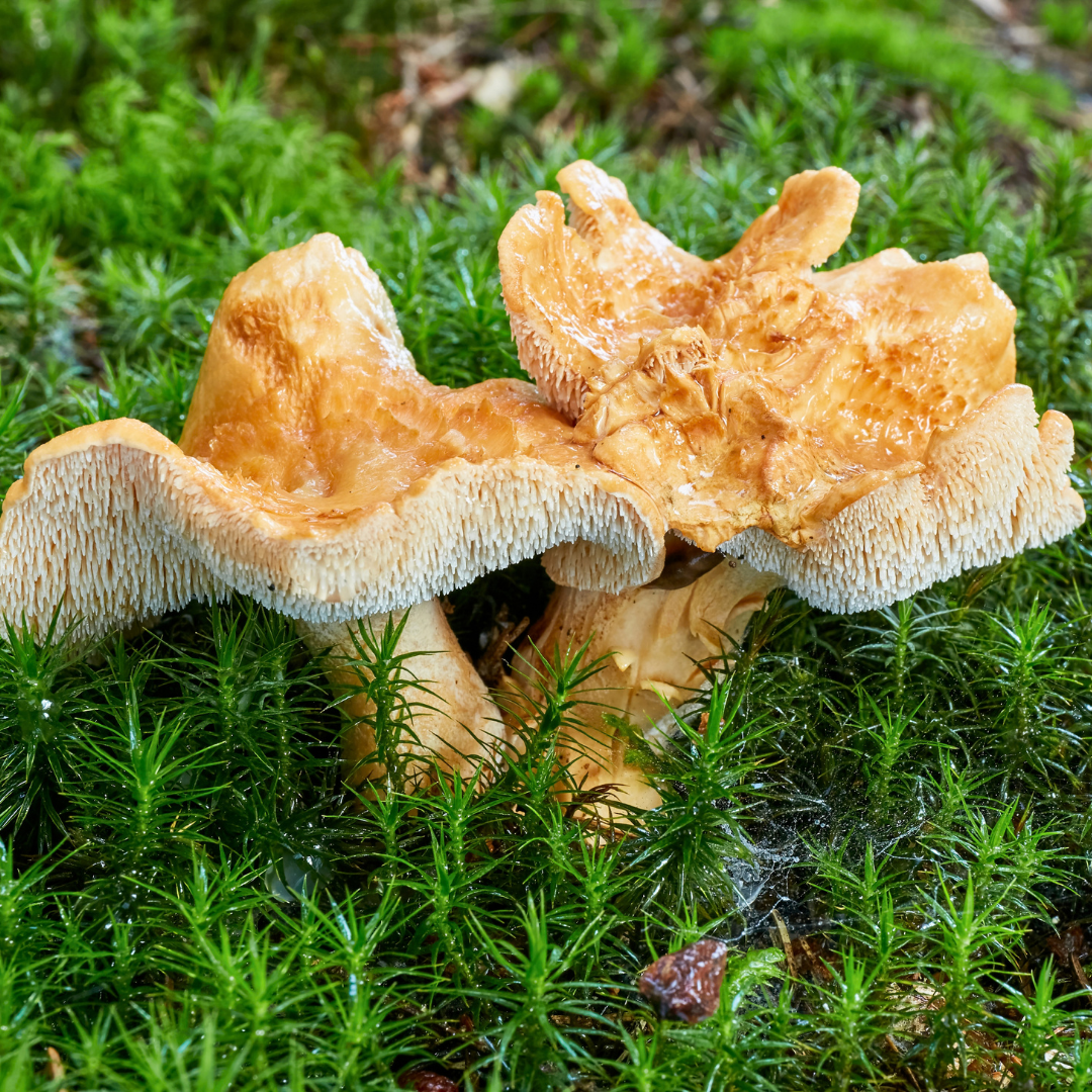 Semmelstoppelpilz im Moos wachsend
