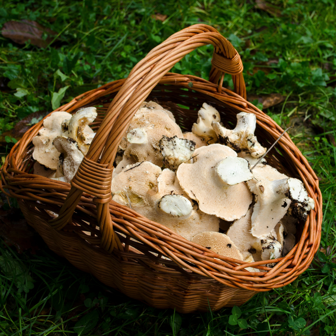 Frisch geerntete Semmelstoppelpilze im Pilzkorb