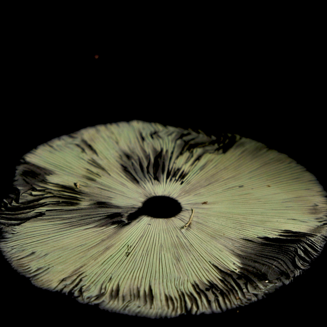 sporenabdruck