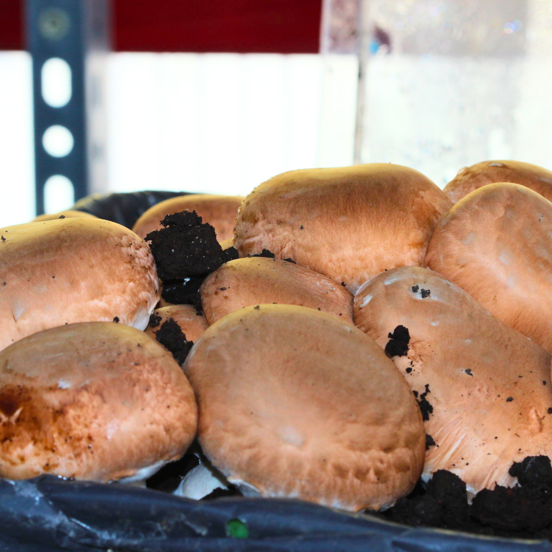 steinchampignons