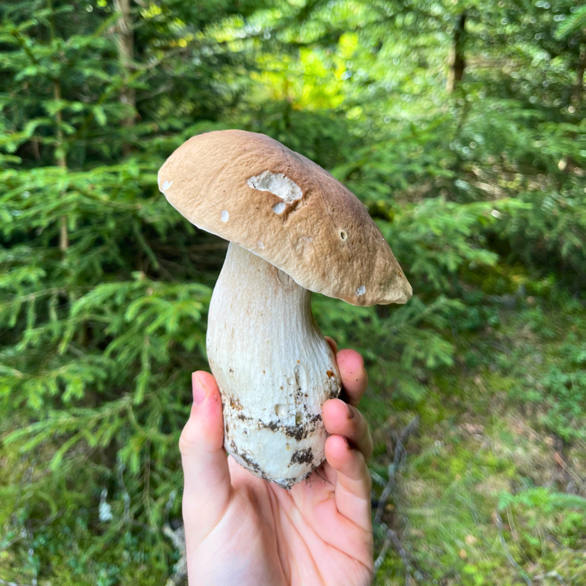 steinpilz-erntereif