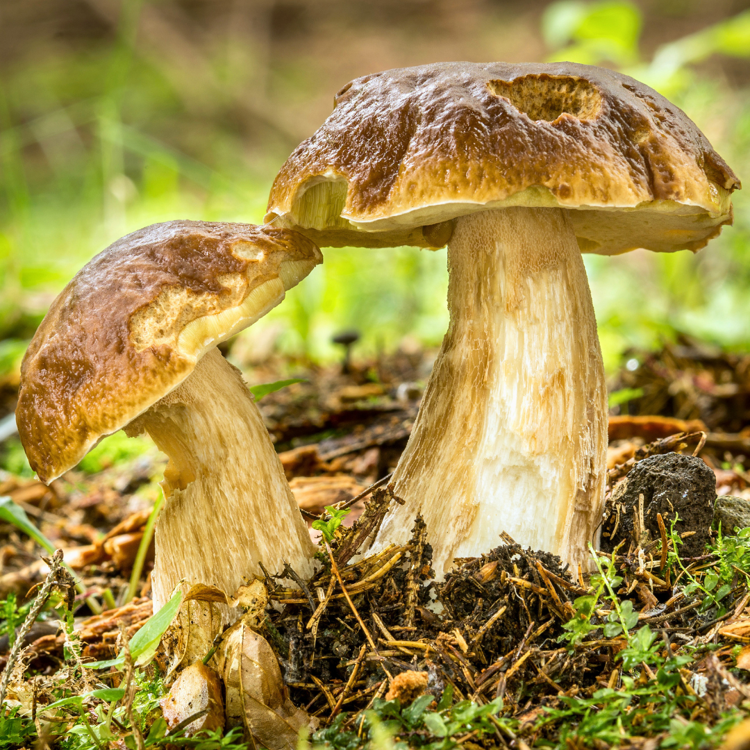steinpilze