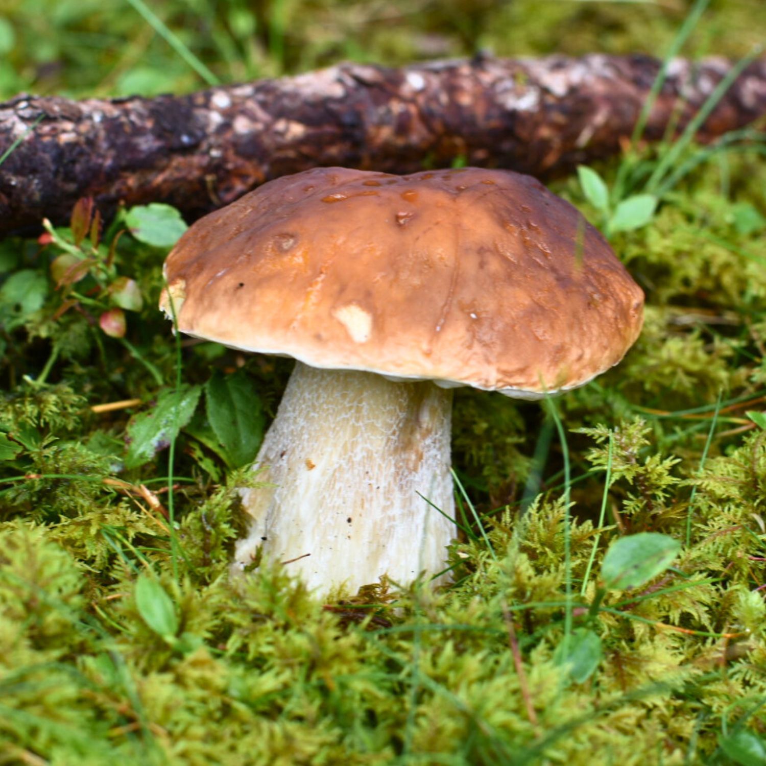 Steinpilze Erkennen Saison Arten Fundorte amp Verwechslu Steinpilze Erkennen Saison Arten Fundorte amp Verwechslu