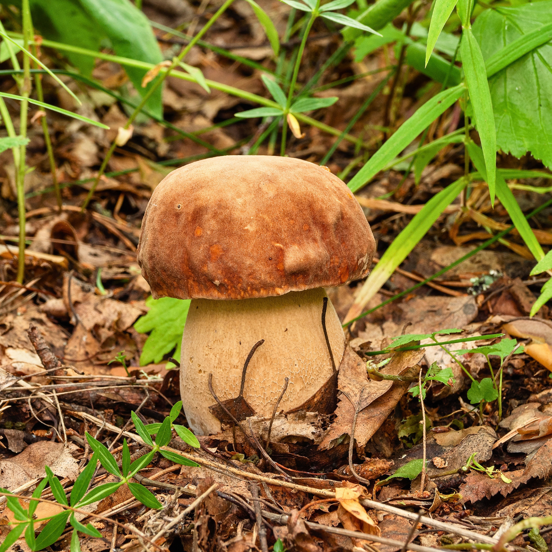 steinpilz-staenderpilz