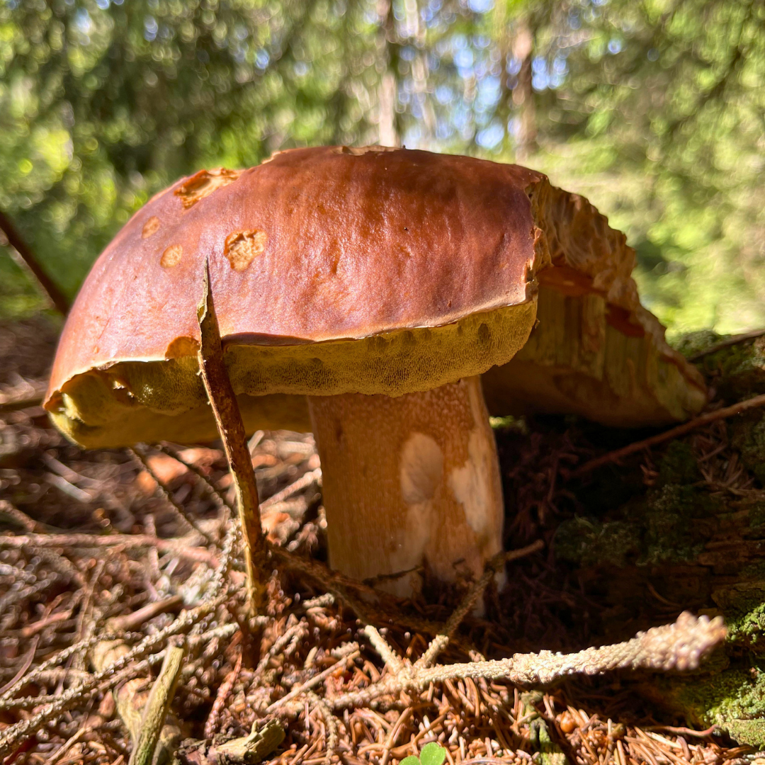 steinpilz-hut