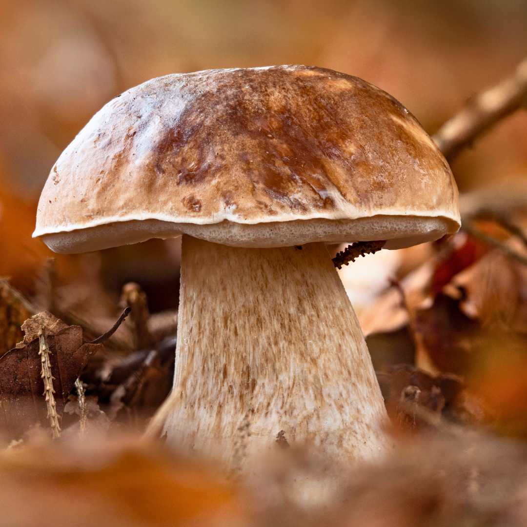 steinpilz