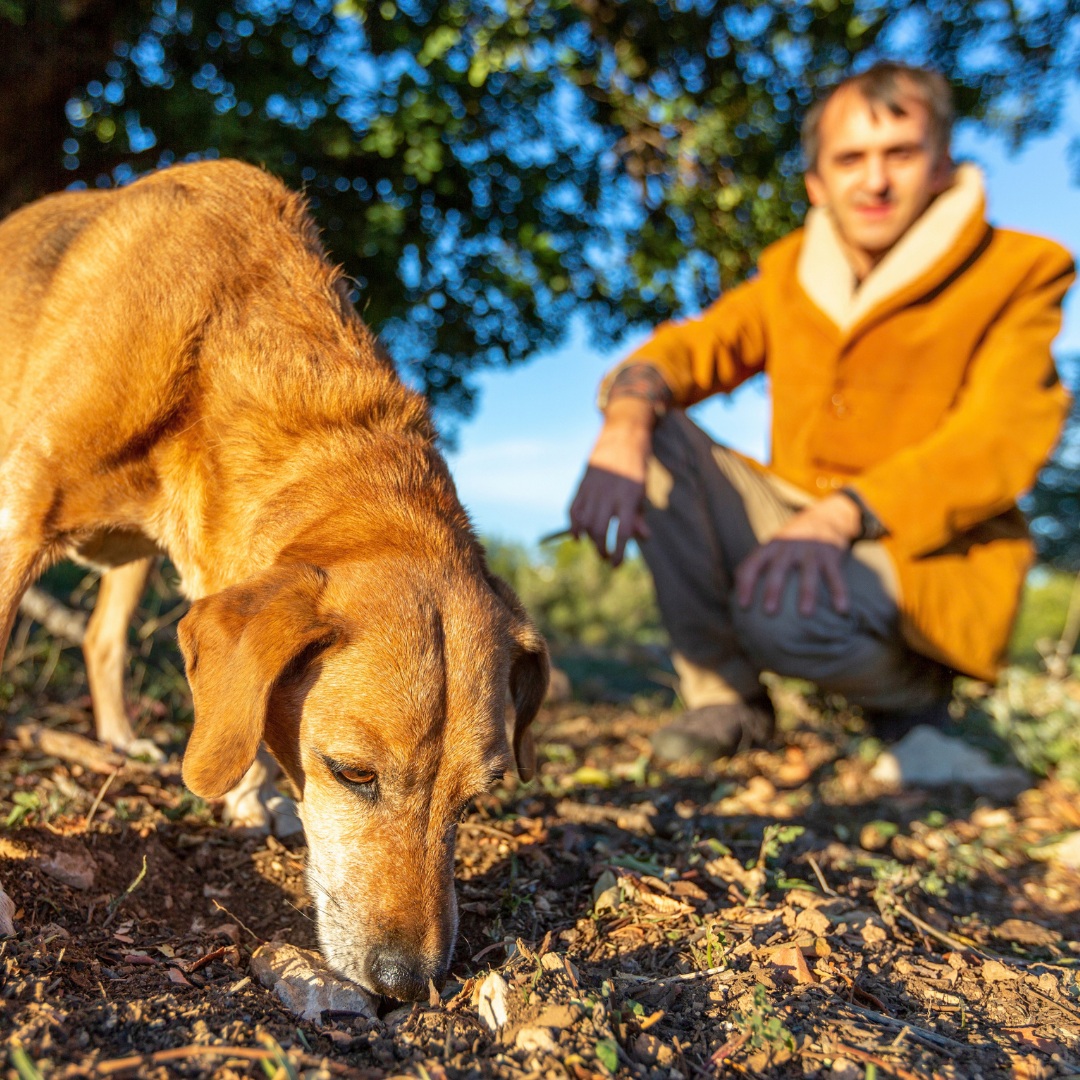 Trüffelsuche mit Hund